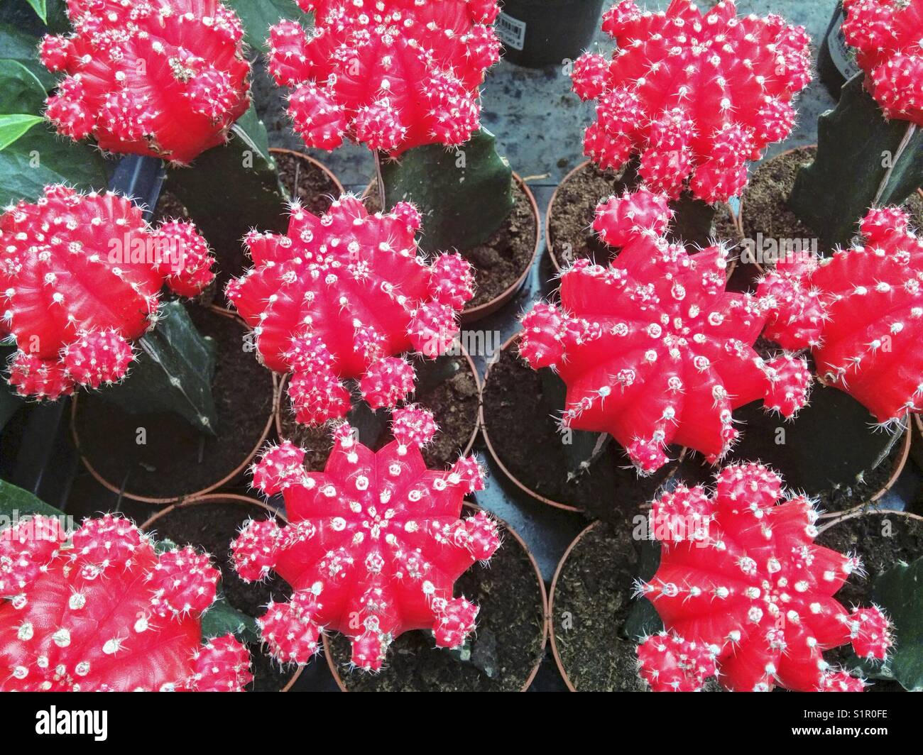 Cactus innestate. gimnocalycium mihanovitchii. Foto Stock