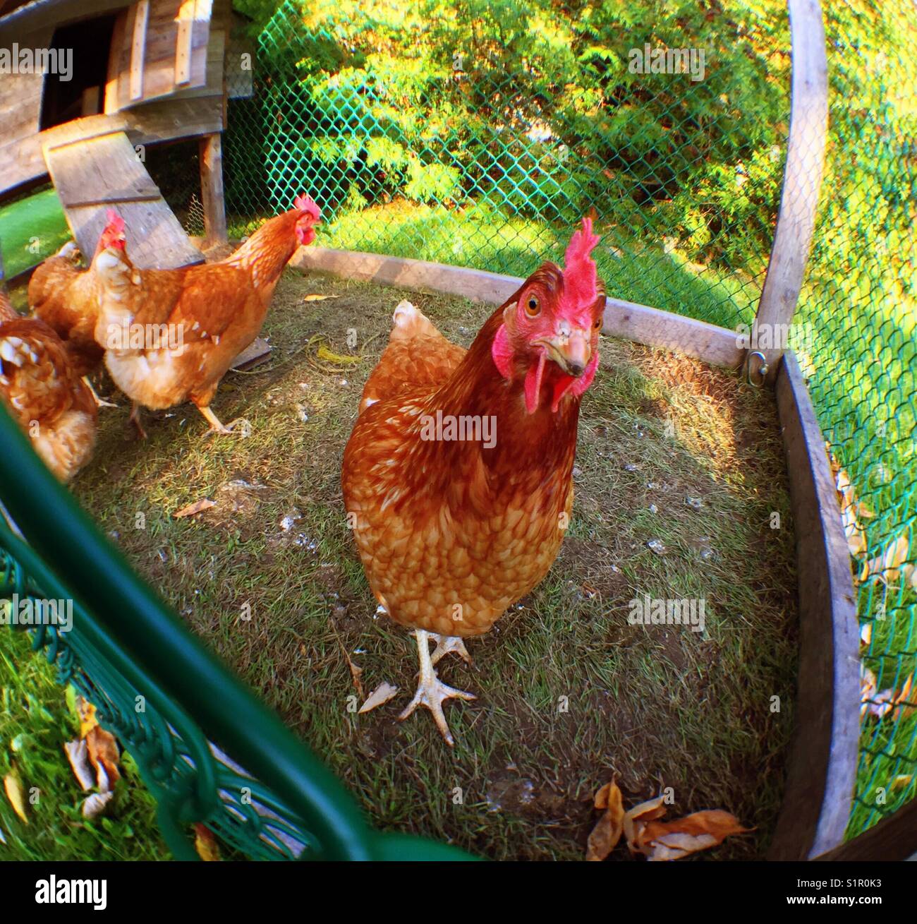 Backyard polli in coop Foto Stock