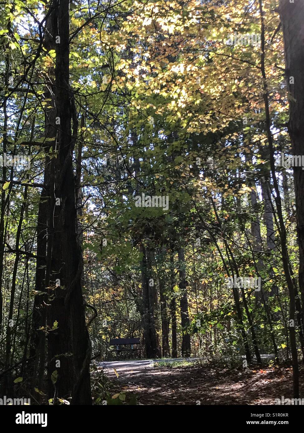 Un punto di vista diverso durante le escursioni attraverso il bosco su un sentiero con una panchina nel parco in vista Foto Stock