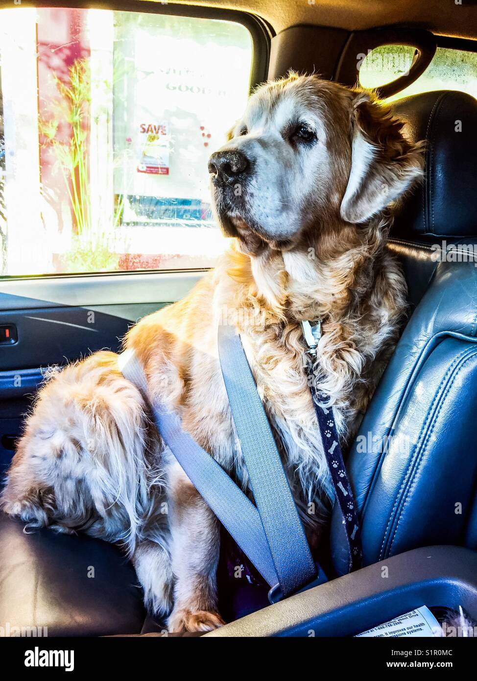 Il Golden Retriever andando per auto nel sedile anteriore lato passeggero con cintura a - Immagine stock catturata con smartphone
