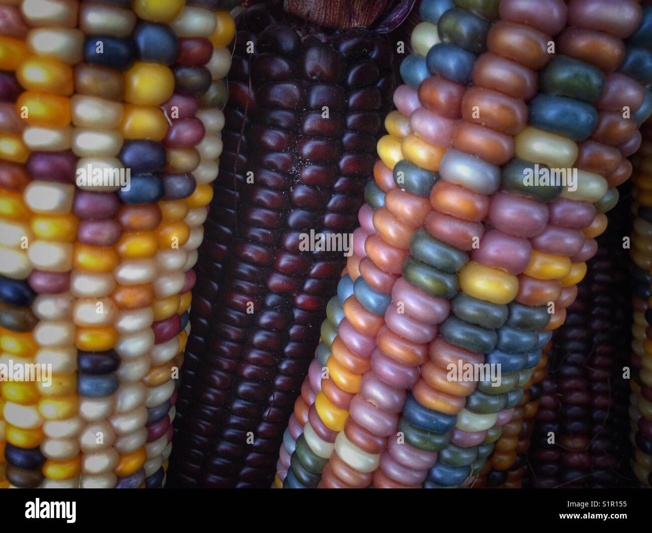 Il mais indiano, con la sua ricca gamma di chicchi multicolori in tonalità blu, rosso, giallo e marrone, è un simbolo tradizionale della stagione autunnale del raccolto. Foto Stock