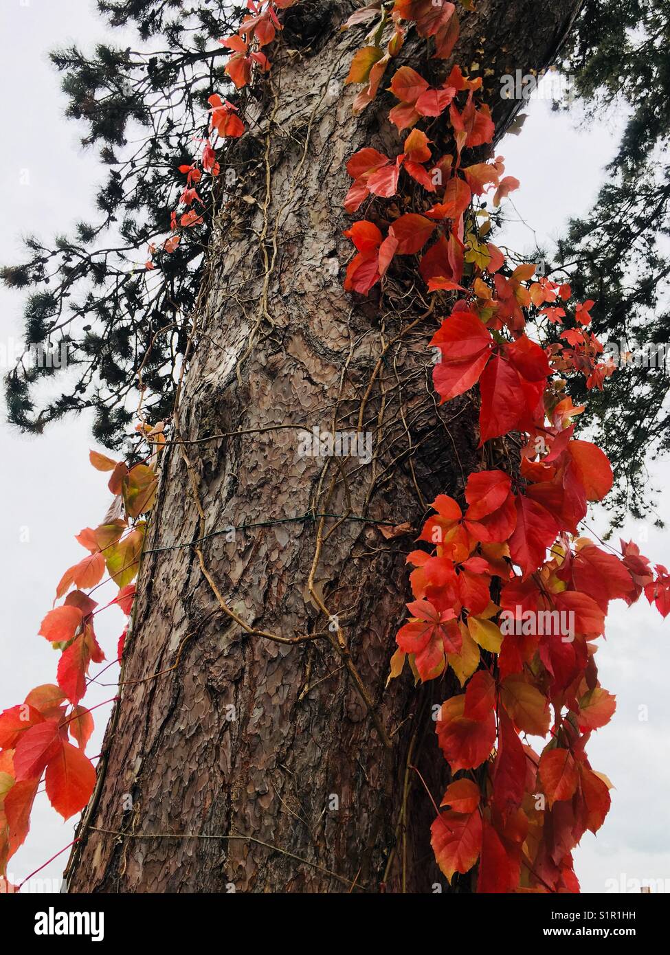 Albero ricoperto di foglie autunnali rosse - Immagine stock catturata con smartphone