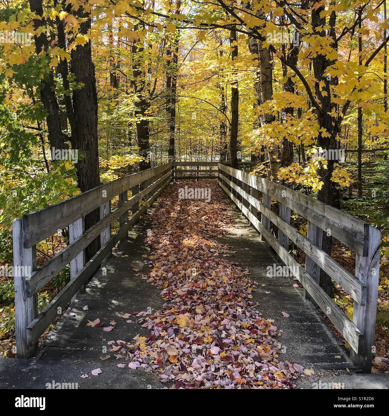 A piedi attraverso un sentiero forestale in temolo, Michigan all'Hartwick Pines State Park. Bella e soleggiata giornata autunnale nel Michigan del Nord. Foto Stock