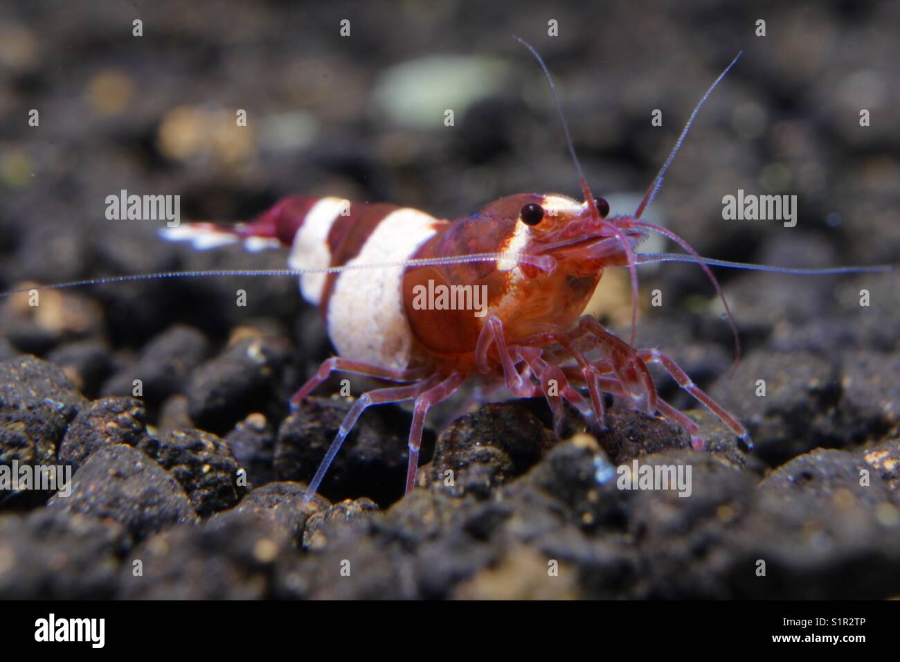 Vino rosso panda, Taiwan bee Foto Stock