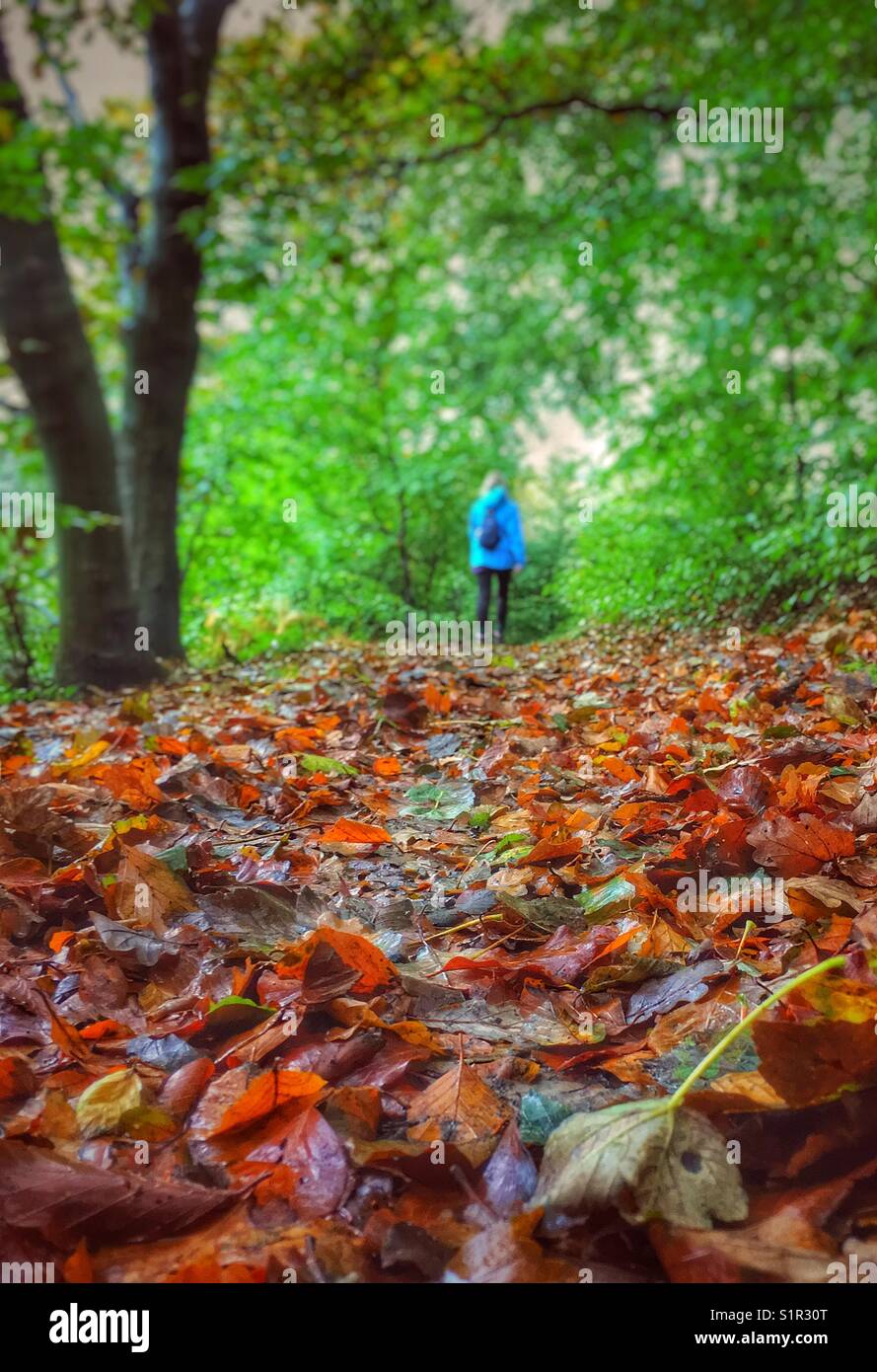 Lone donna passeggiate nei boschi con in primo piano del caduto foglie di autunno Foto Stock