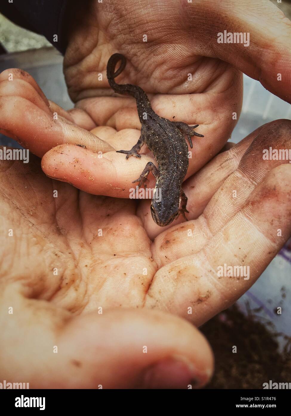 Buon newt Triturus vulgaris sul ragazzo in mano Foto Stock
