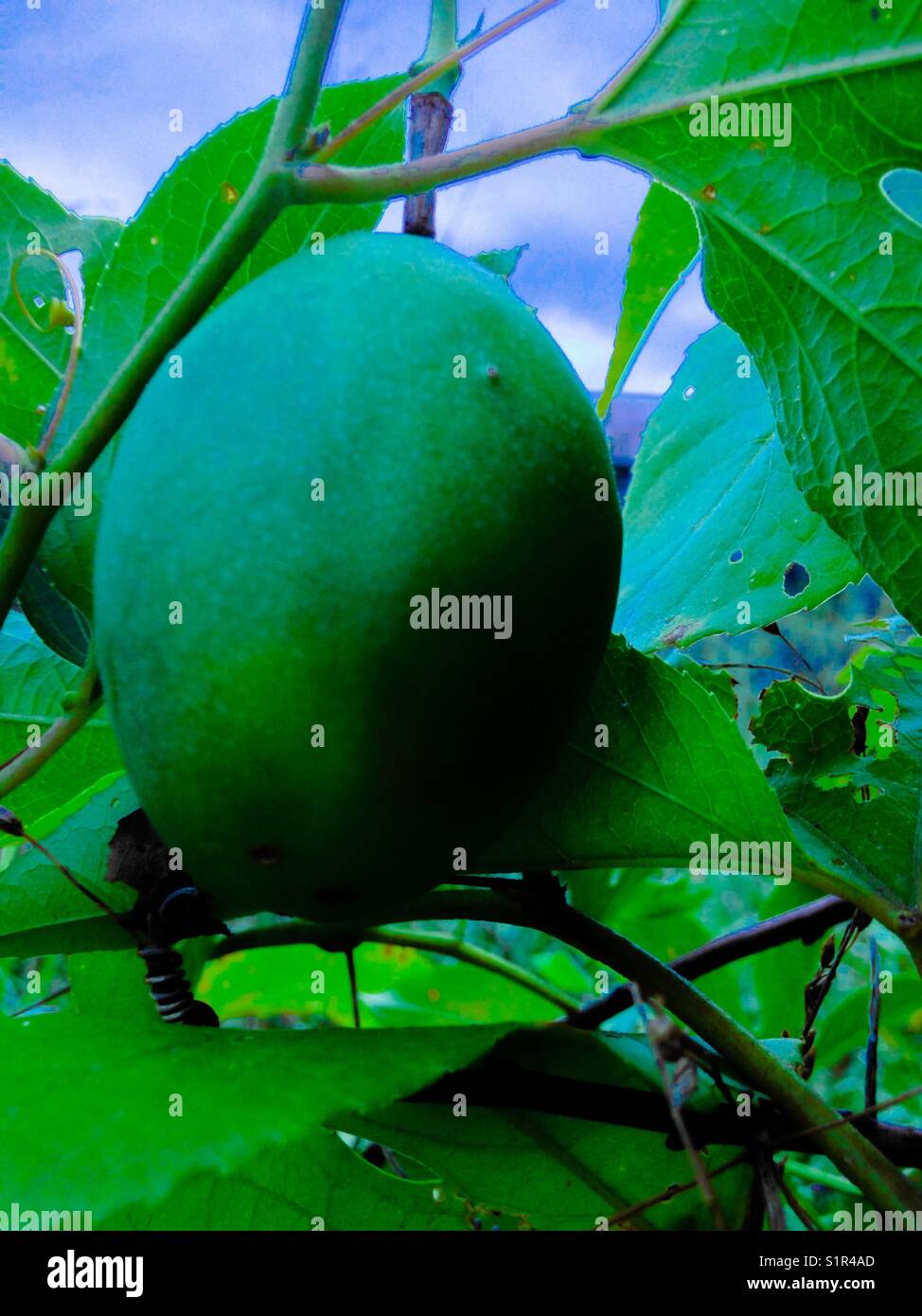 Frutta Maypop - Immagine stock catturata con smartphone