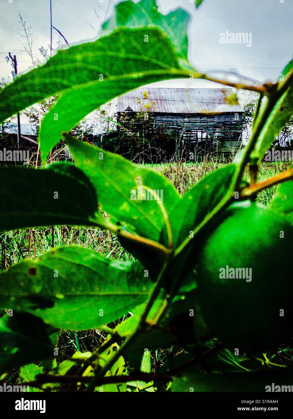 Fienile di fondo e albicocca selvatica - Immagine stock catturata con smartphone