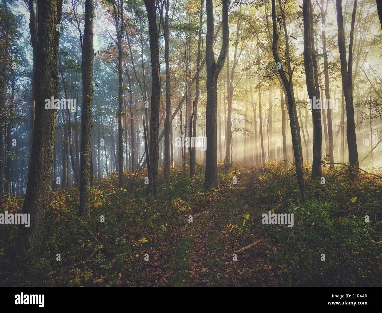 L'Appalachian trail su una bella mattina autunnale con sun streaming di luce attraverso gli alberi Foto Stock