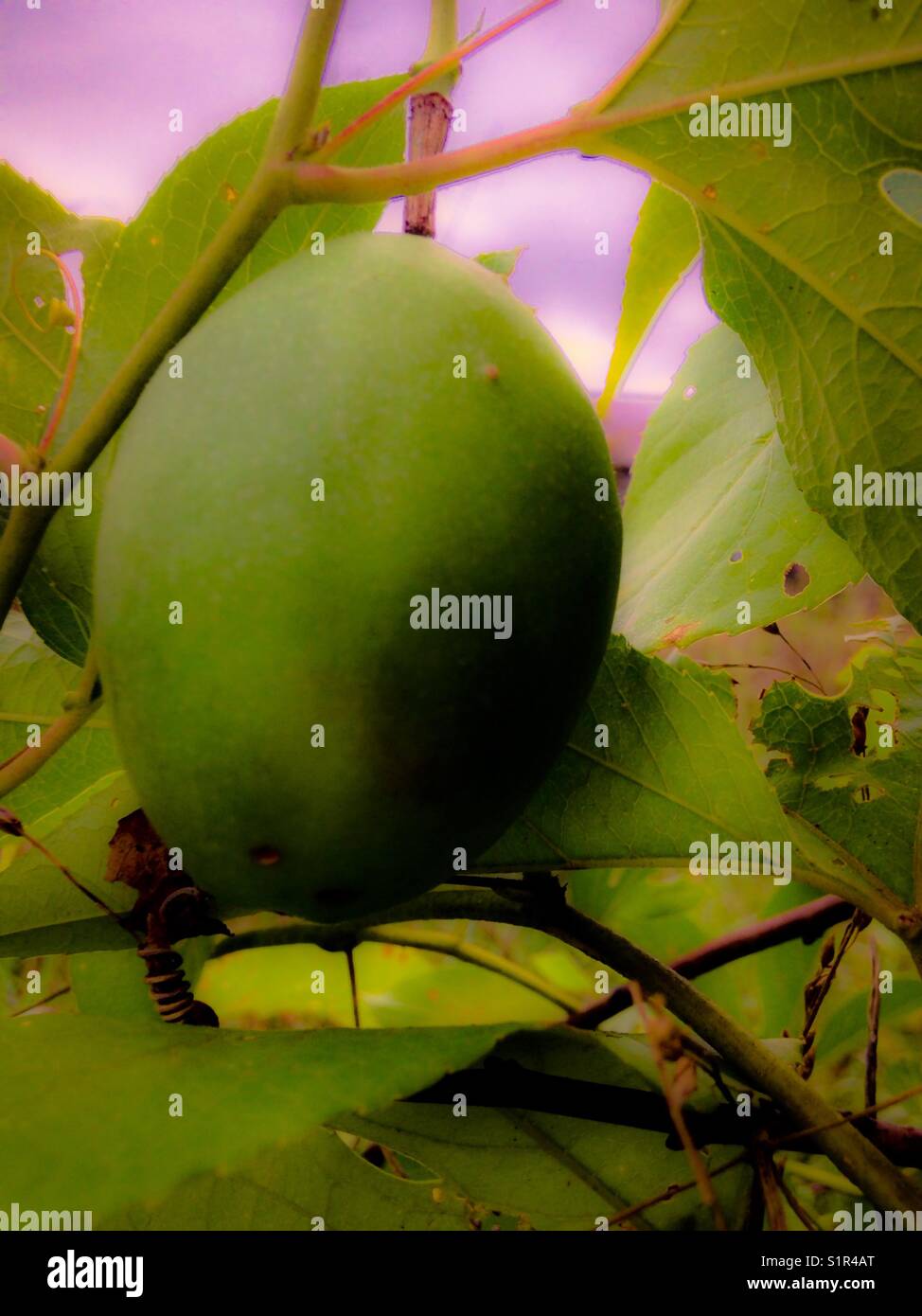 Passiflora incarnata - Immagine stock catturata con smartphone