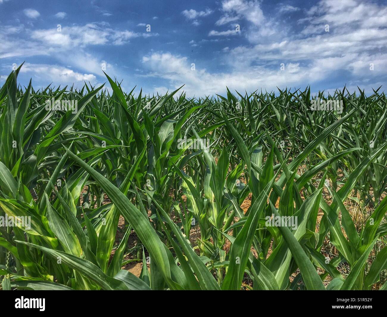 Infiniti campi di mais si estendono attraverso l'Iowa centrale nel cestino del pane del Midwest degli Stati Uniti durante la stagione estiva. - Immagine stock catturata con smartphone