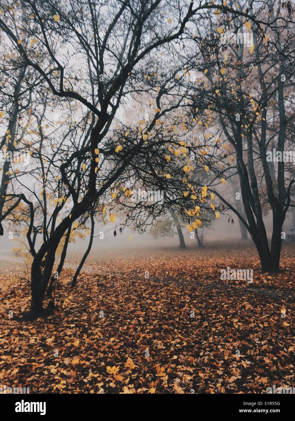 Misterious landscapic scena con alberi in autunno la nebbia. Foto Stock