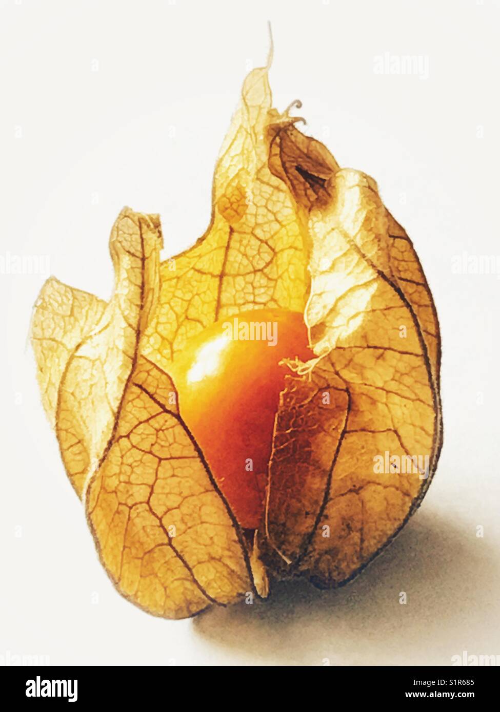 Uva spina del Capo, Physalis peruviana, ciliegio macinato gigante, bacca dorata, - Immagine stock catturata con smartphone