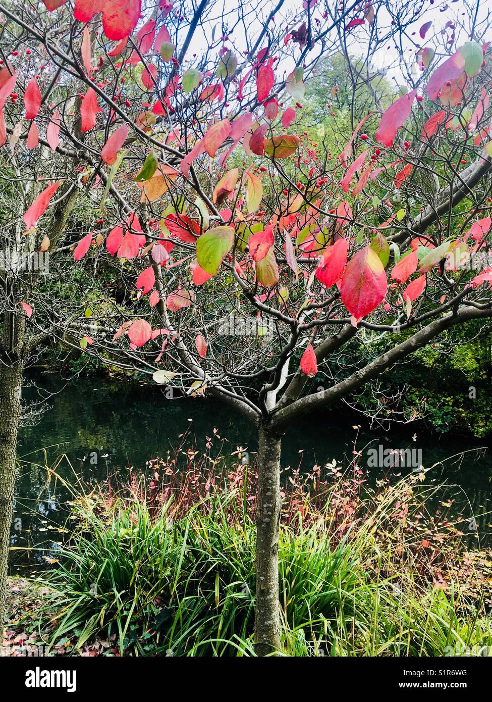 Albero con foglie rosse in autunno - Immagine stock catturata con smartphone
