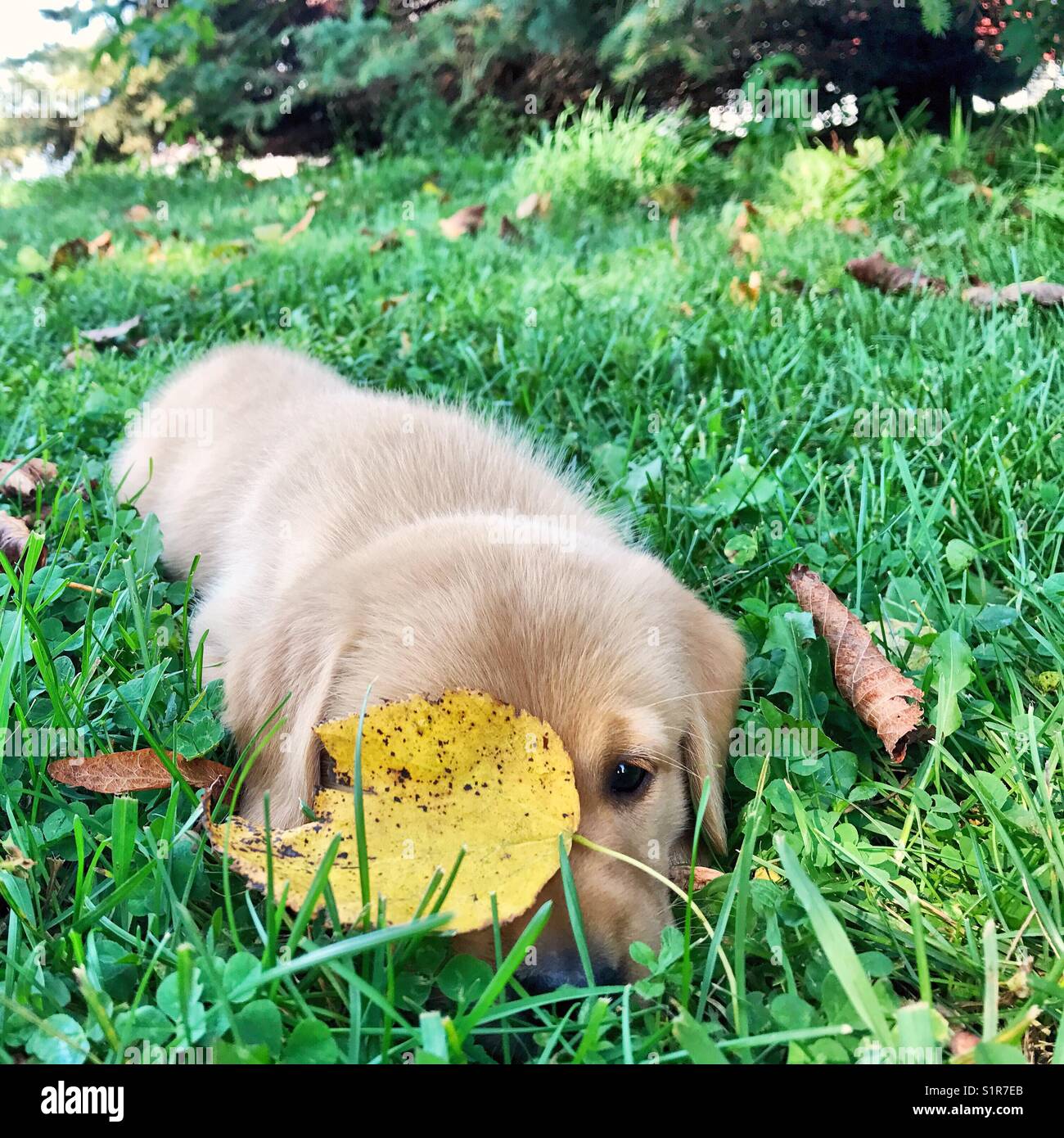 Cucciolo spiata da dietro una foglia di autunno Foto Stock