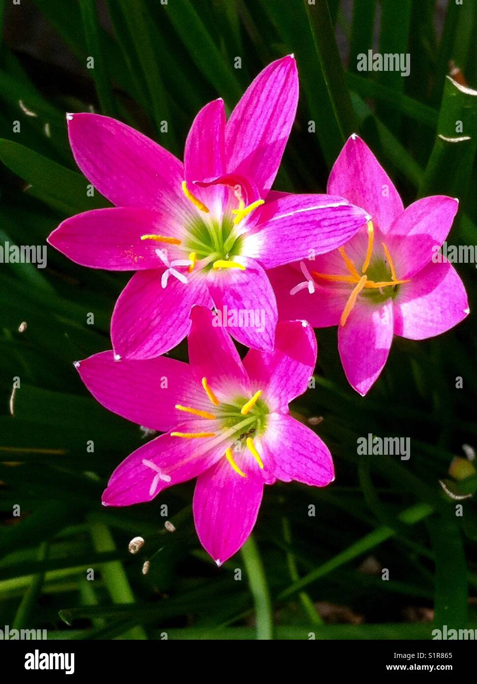 Fiori di colore rosa giglio di pioggia (zephyranthes grandiflora). crescere in indonesiano piccolo giardino. Foto Stock