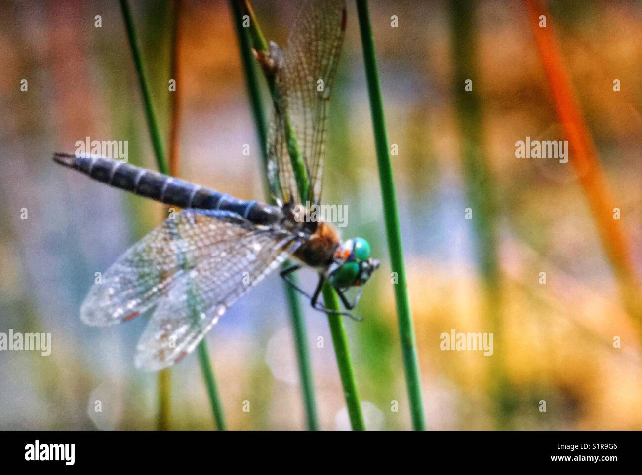 Mosca del drago Foto Stock