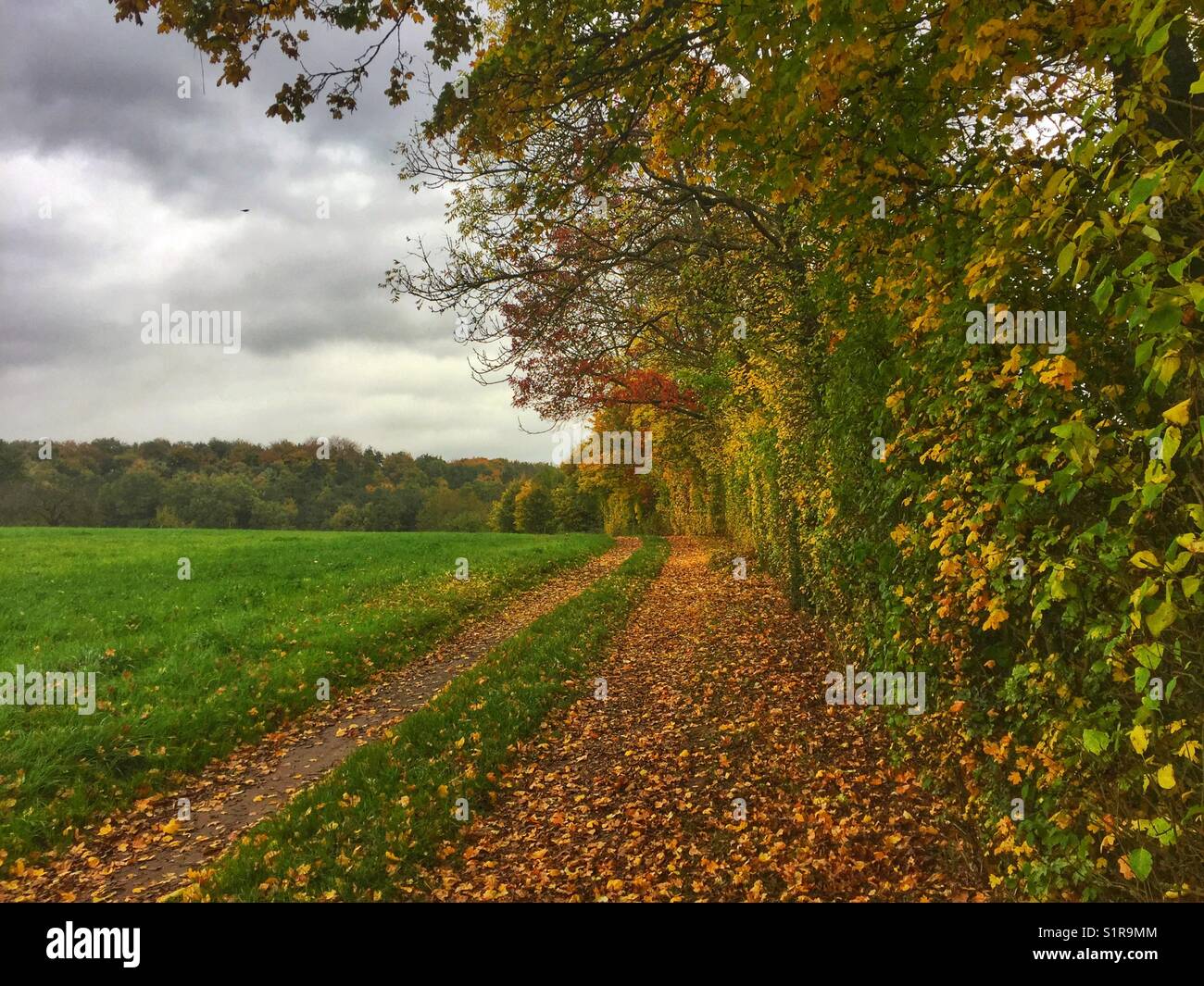 Guarda le foglie cambiano colore. Foto Stock