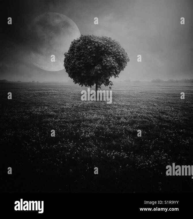 Albero di luna la natura al di fuori di un mondo meraviglioso di nori sogni in bianco e nero romantico al di fuori del tempo libero Foto Stock