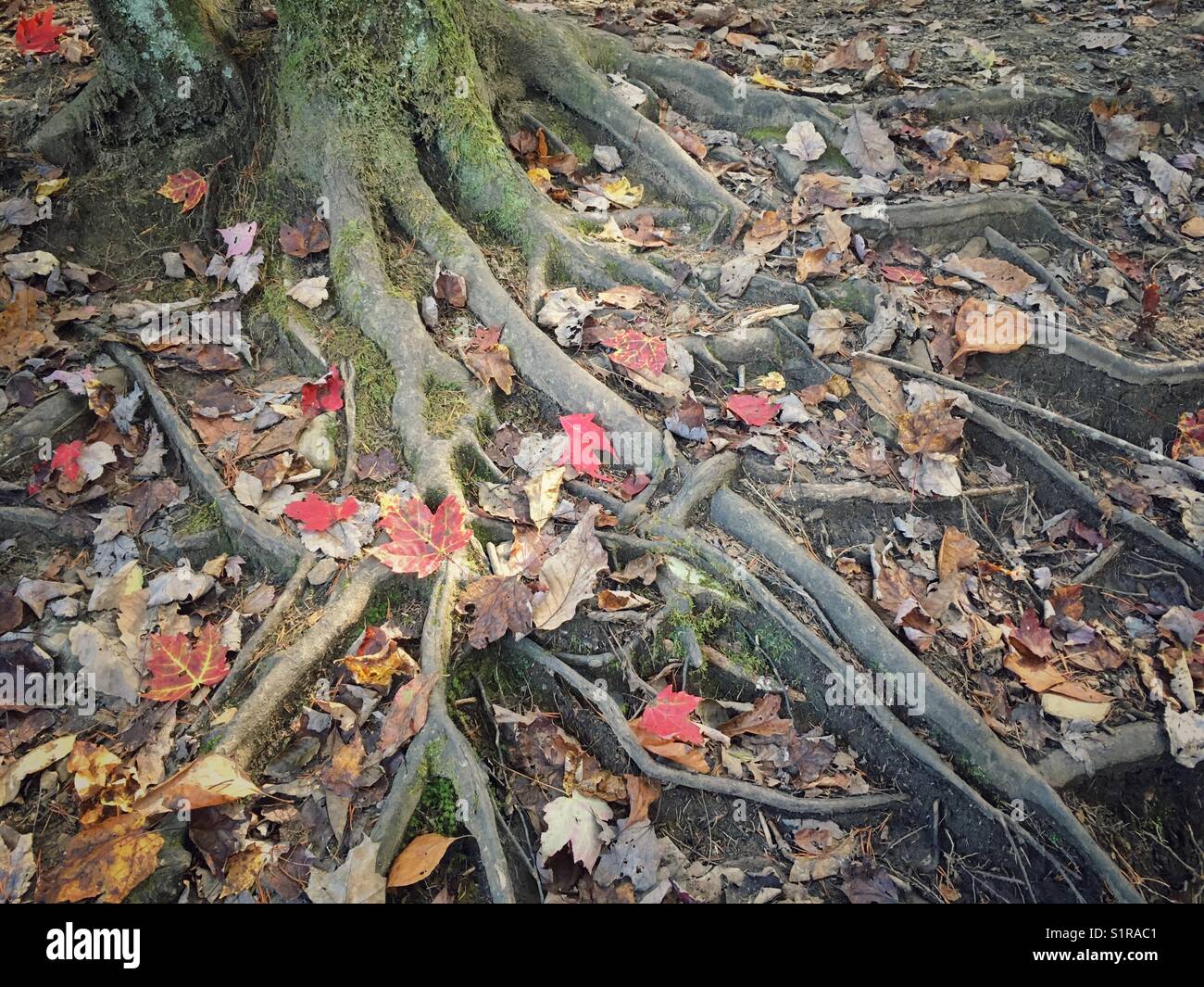 Bosco autunnale, le radici di un albero Foto Stock