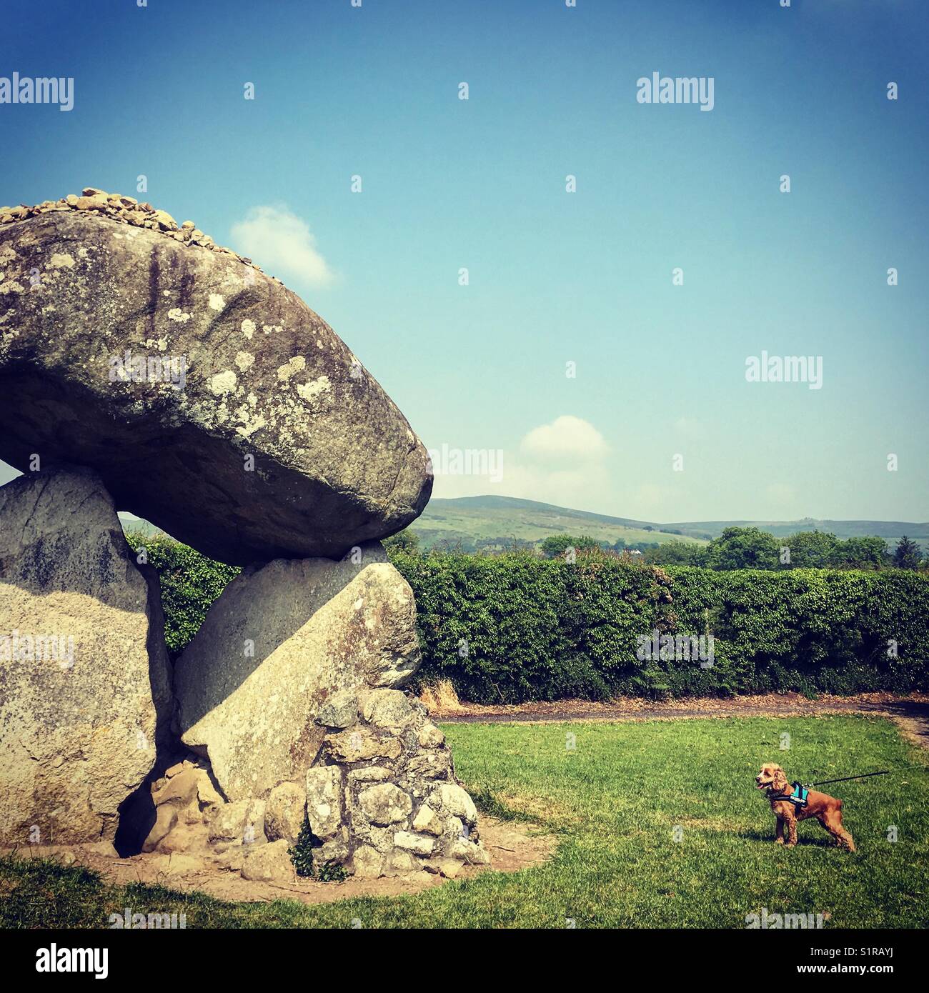 Piccolo Cane cercando extra minuscole rispetto al portale oggetto contrassegnato per la rimozione definitiva. l'proleek dolmen. Foto Stock