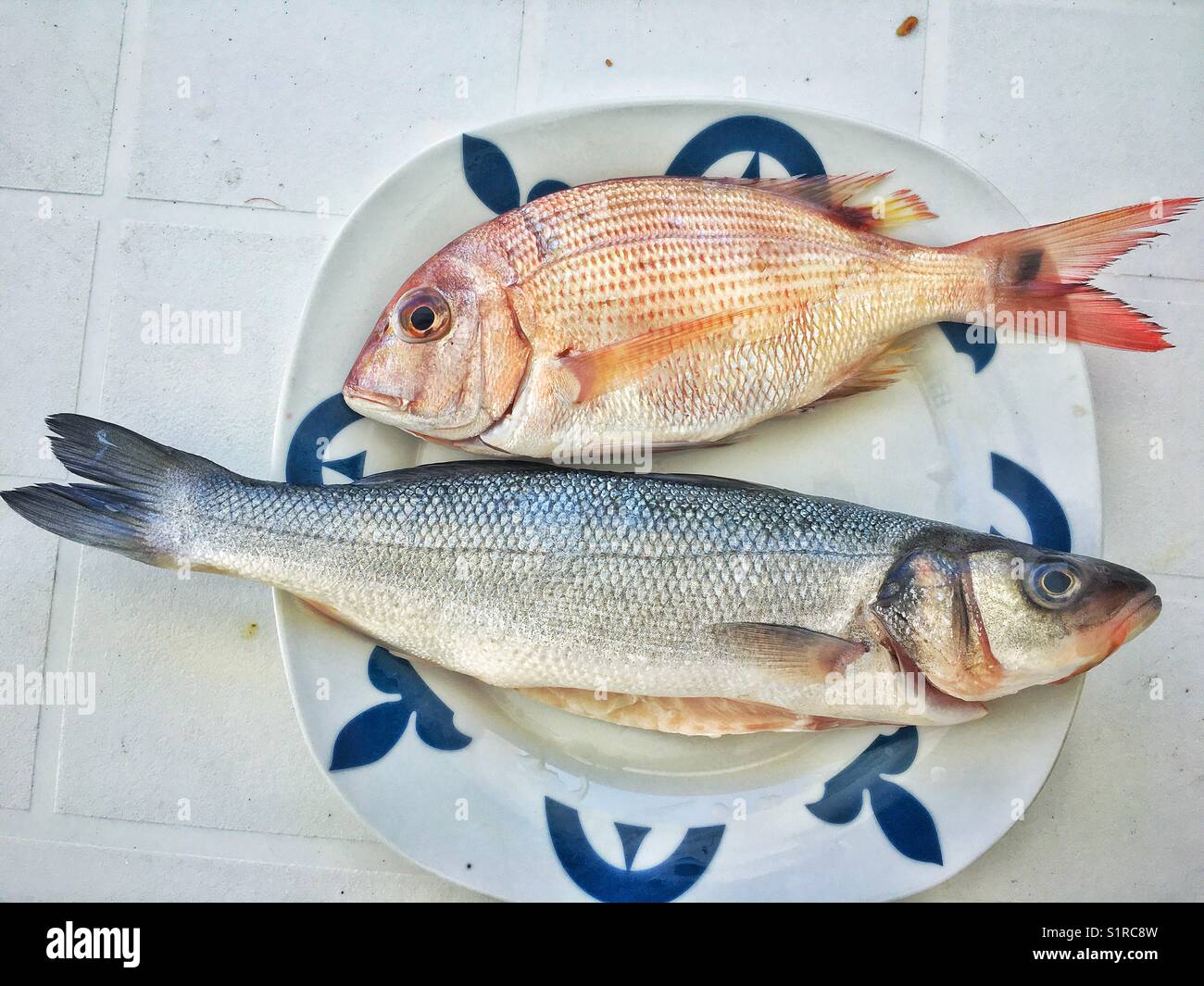 Orate e spigole fresche di pesce selvatico Foto Stock