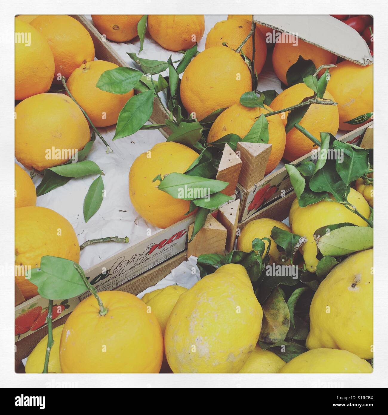 Agrumi, Italia meridionale - Immagine stock catturata con smartphone