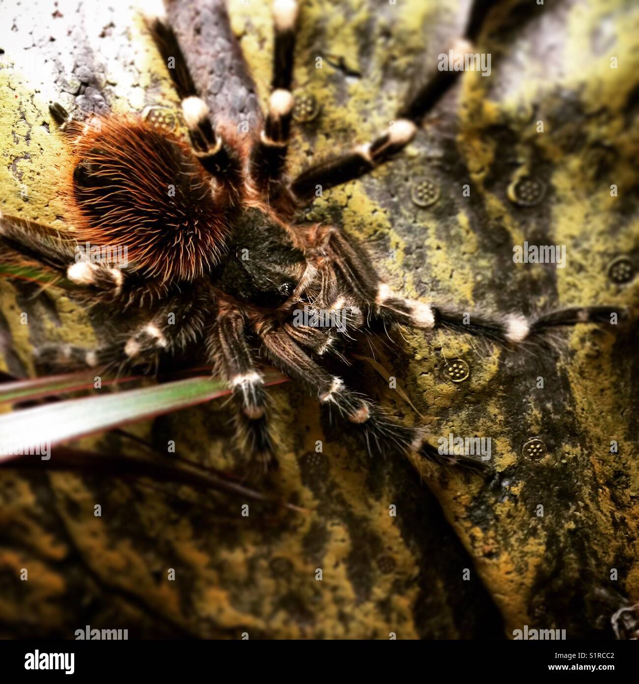 PET Tarantula, Spider Foto Stock