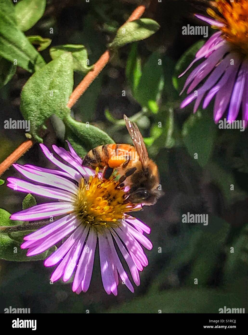 Un’ape del miele (Apis mellifera) raccoglie il polline da un fiore selvatico viola (Symphyotrichum carolinianum) Foto Stock