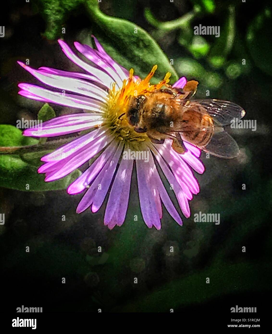 Ape miele che raccoglie polline da un fiore di campo viola Foto Stock