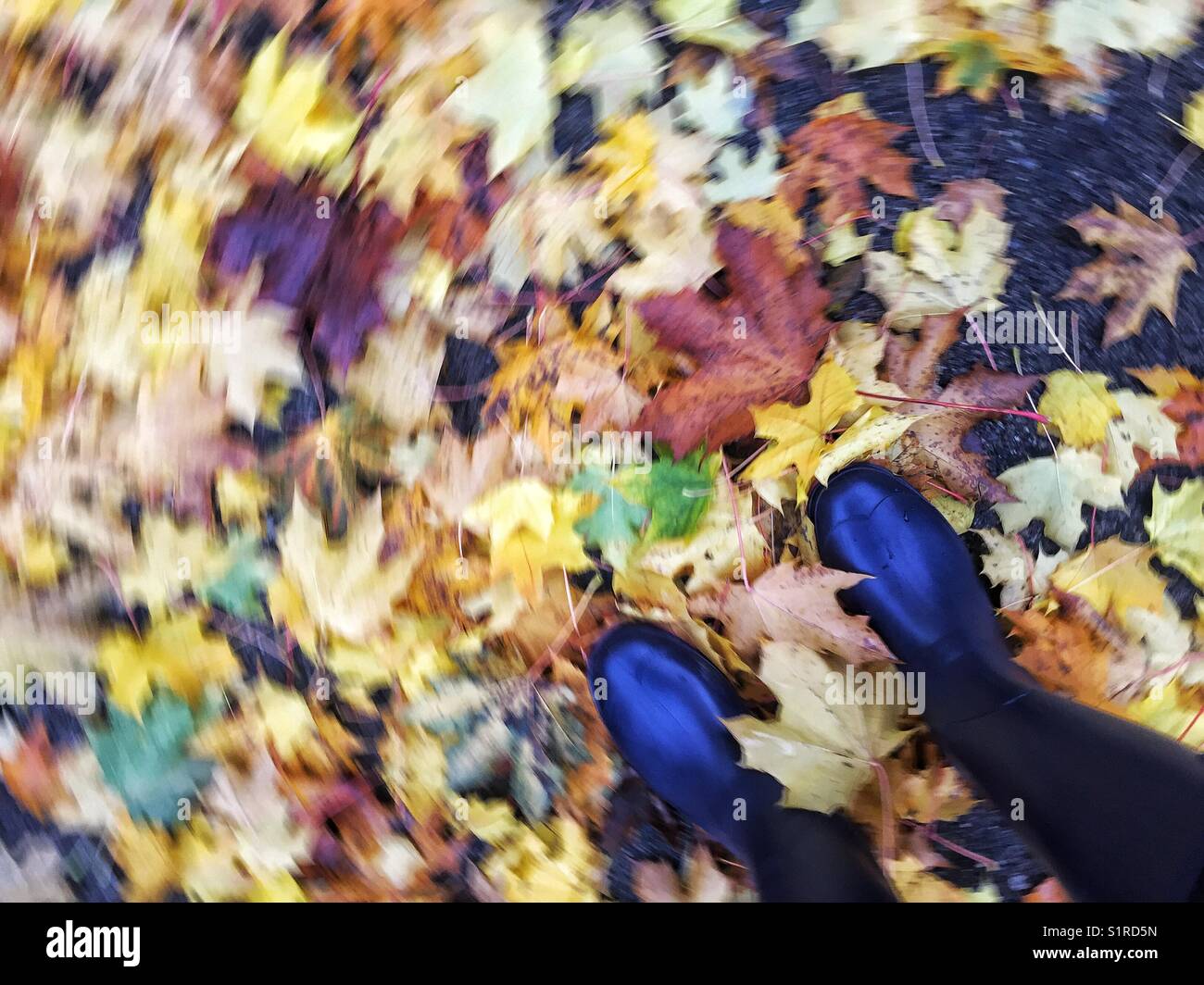 I colori autunnali si muovono sotto i piedi con stivali in gomma blu Foto Stock