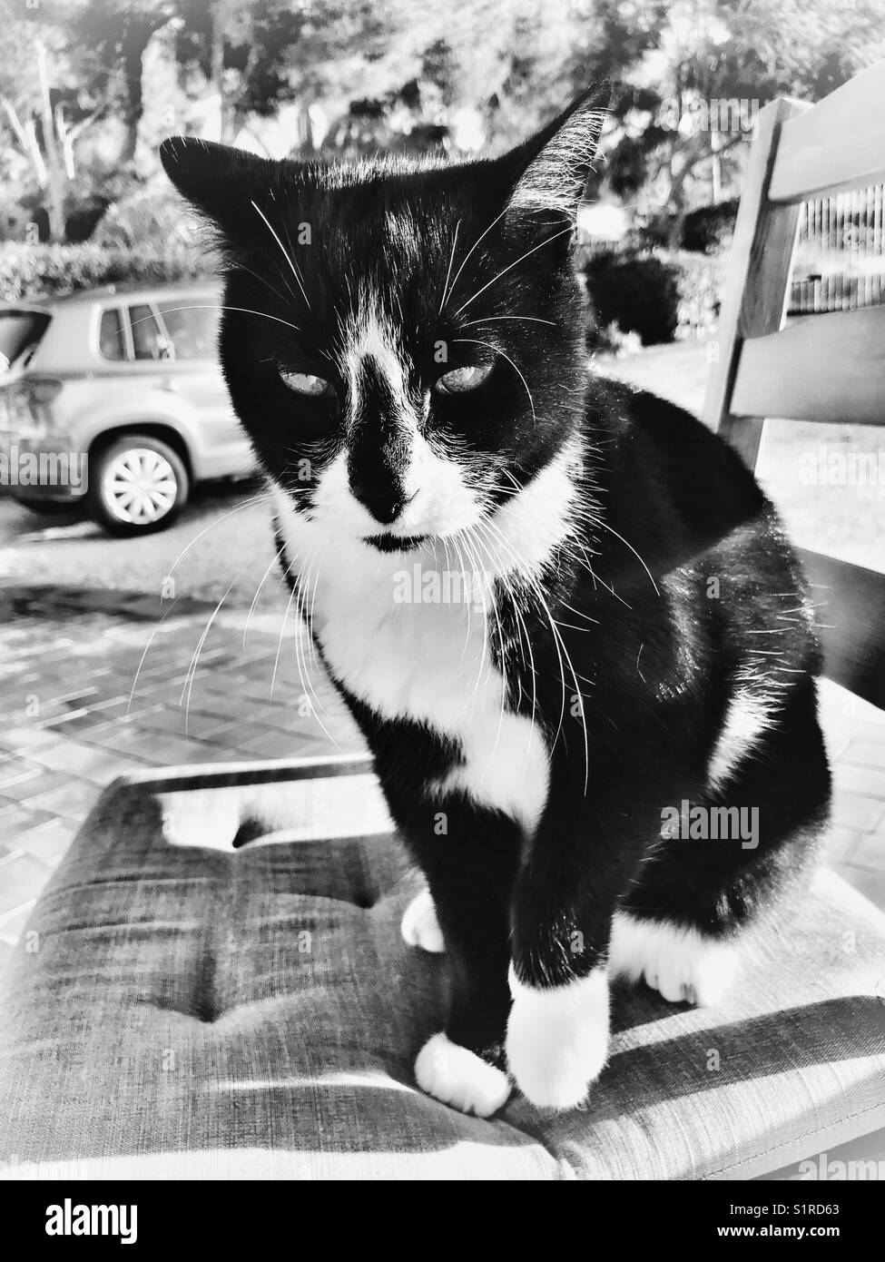 Gatto bianco e nero, seduto su una sedia, all'aperto, primo piano Foto Stock