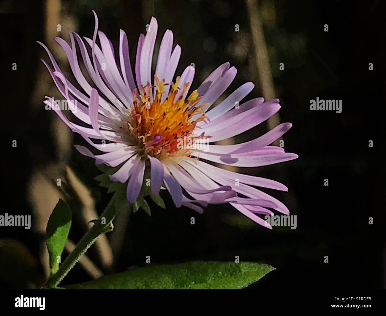 Fiore selvatico viola alla luce del sole pomeridiano, arrampicandosi su aster (Symphyotrichum carolinianum) - Immagine stock catturata con smartphone