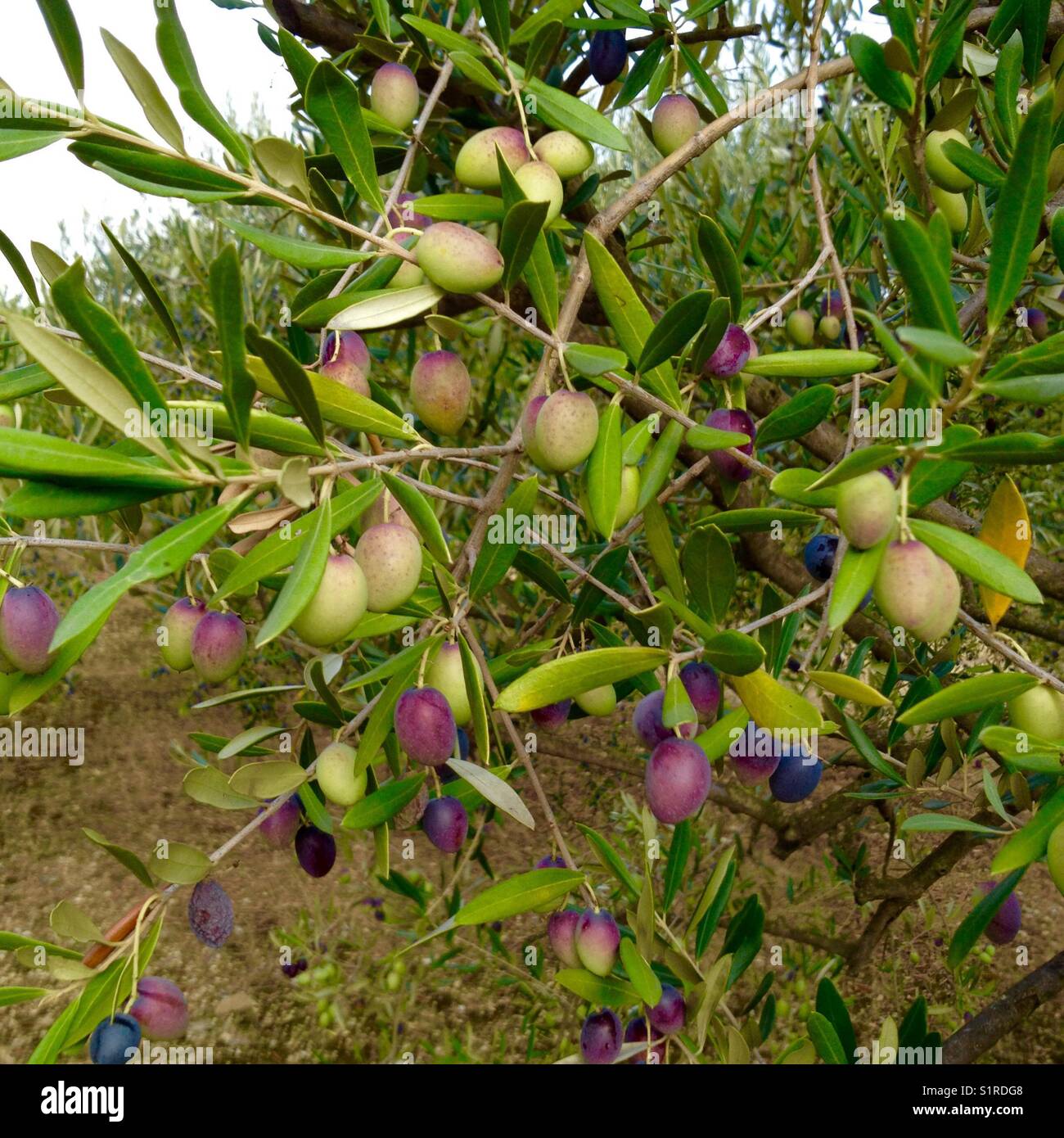 Olive sull'albero Foto Stock