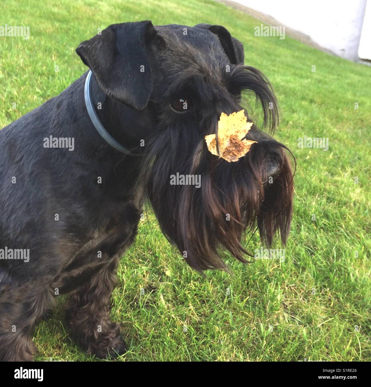 Cane Shnautzer con foglie gialle sul naso in autunno - Immagine stock catturata con smartphone