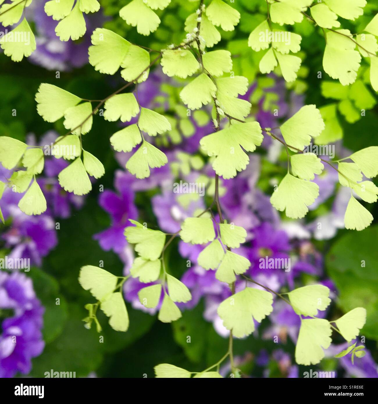 Felce di Maidenhair in giardino con fiori viola Foto Stock