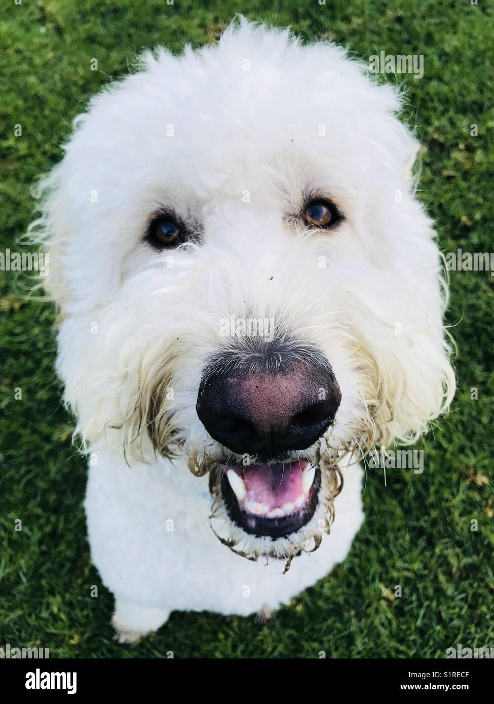 Un felice bianco cane labradoodle guardando la fotocamera. - Immagine stock catturata con smartphone