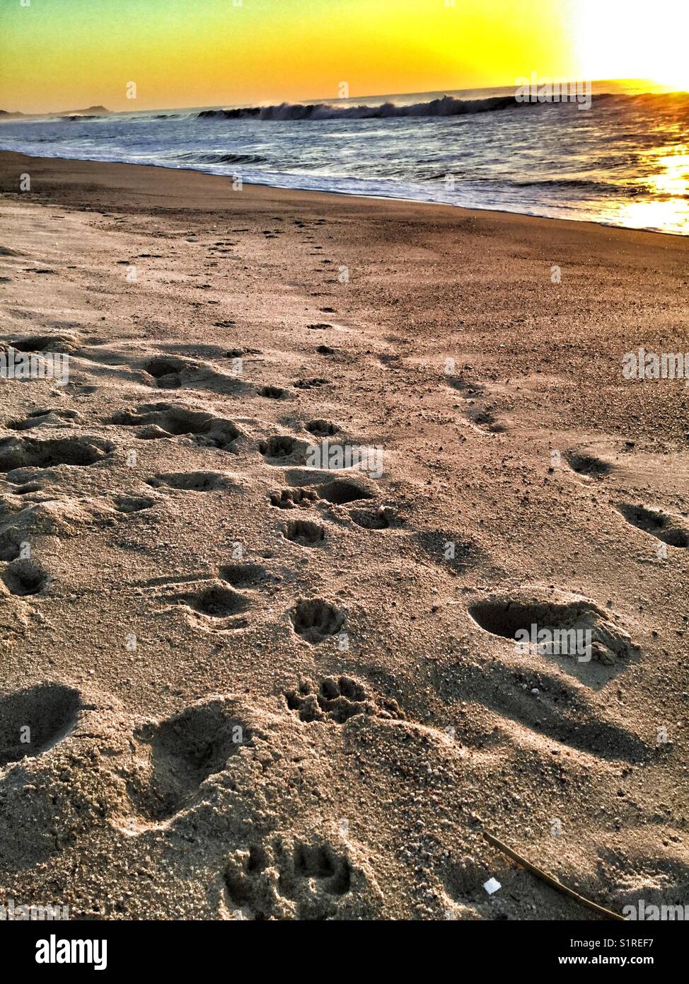 Impronte e impronte di cani nella sabbia all'alba. - Immagine stock catturata con smartphone