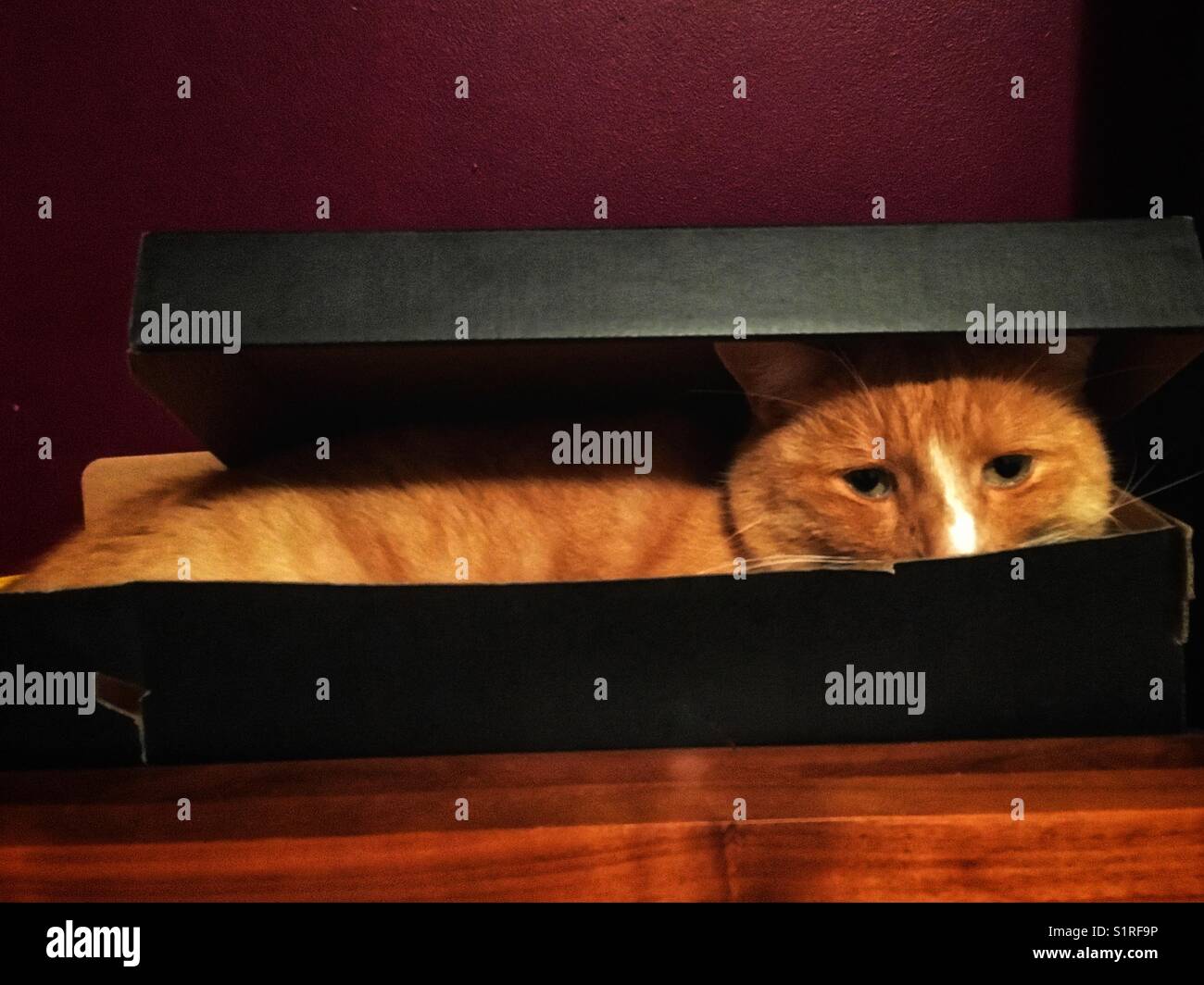 Gatto nella scatola - Immagine stock catturata con smartphone