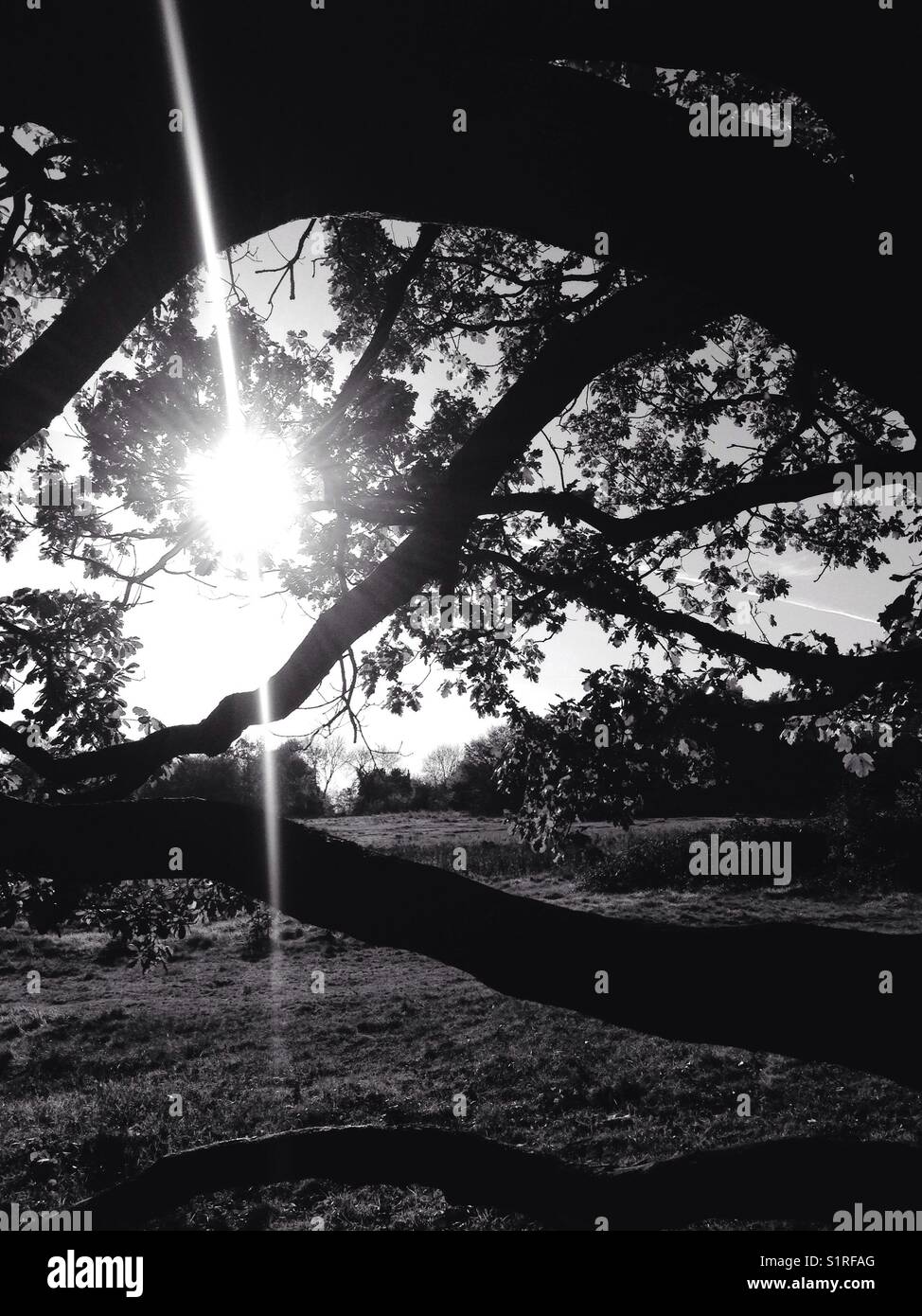 Sunbeam attraverso i rami degli alberi Foto Stock