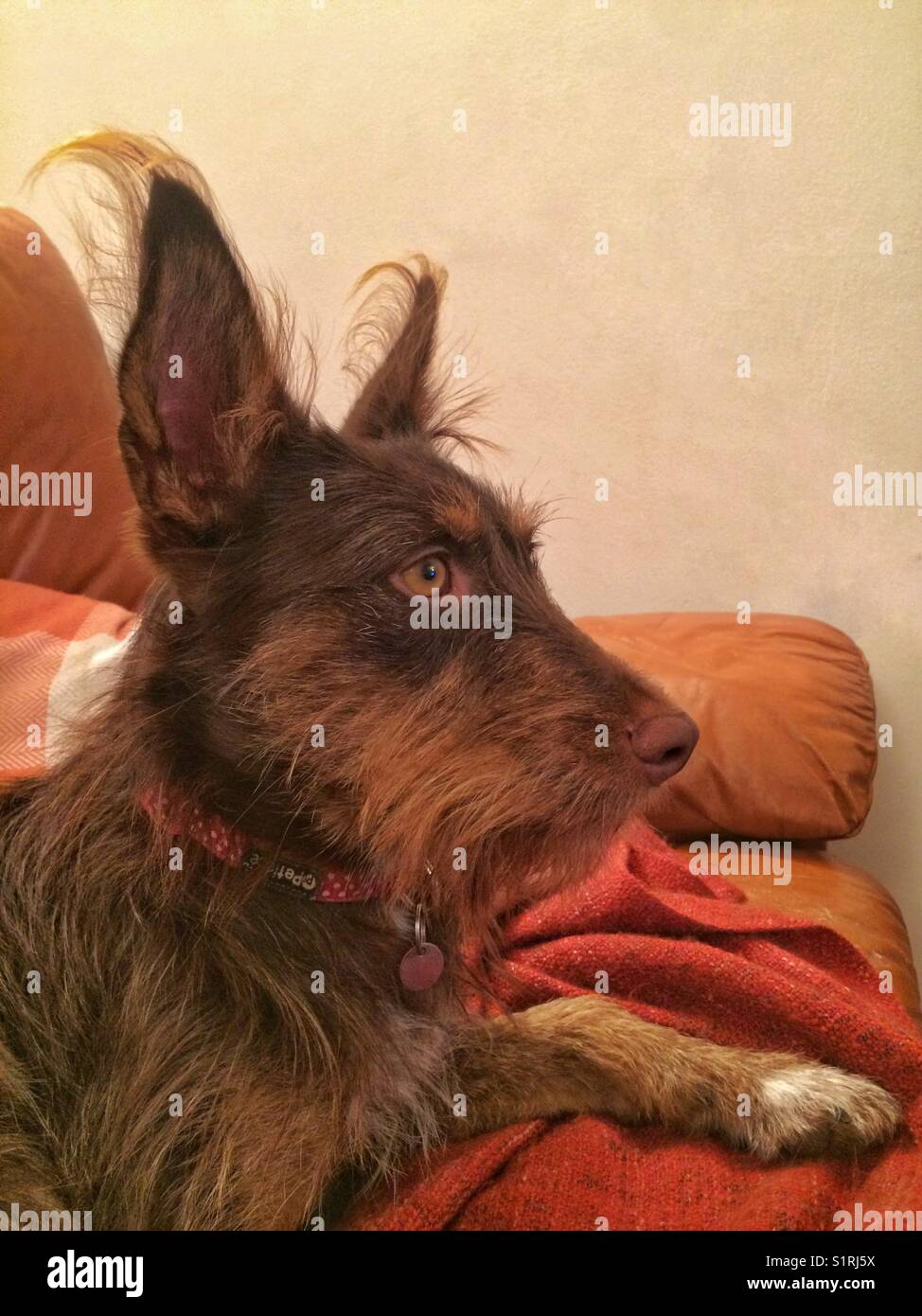 Un cane arancione. - Immagine stock catturata con smartphone