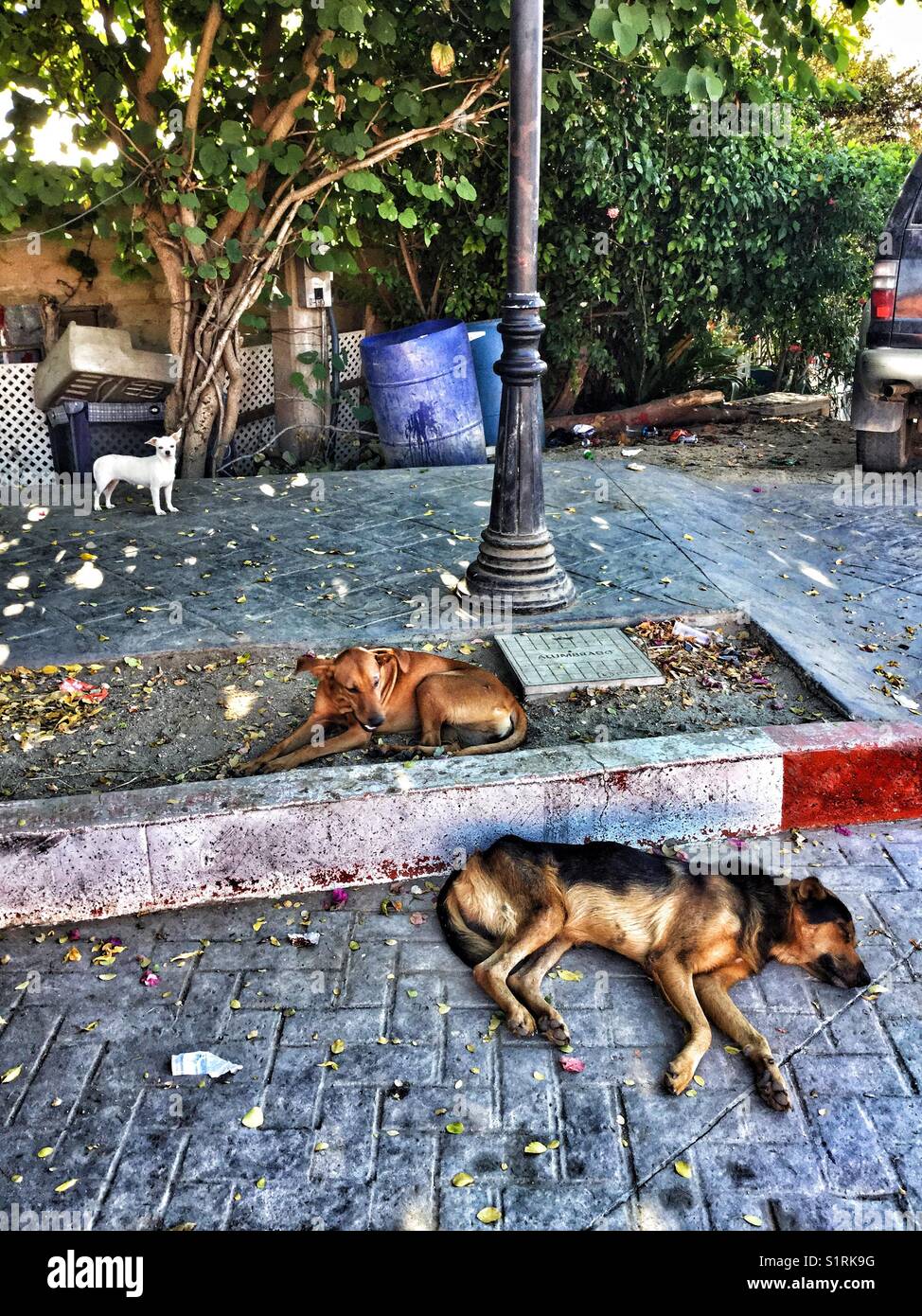 I cani randagi in appoggio sulla strada. - Immagine stock catturata con smartphone