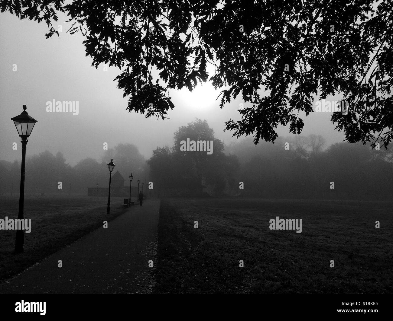 Vista del parco con nebbia di mattina Foto Stock