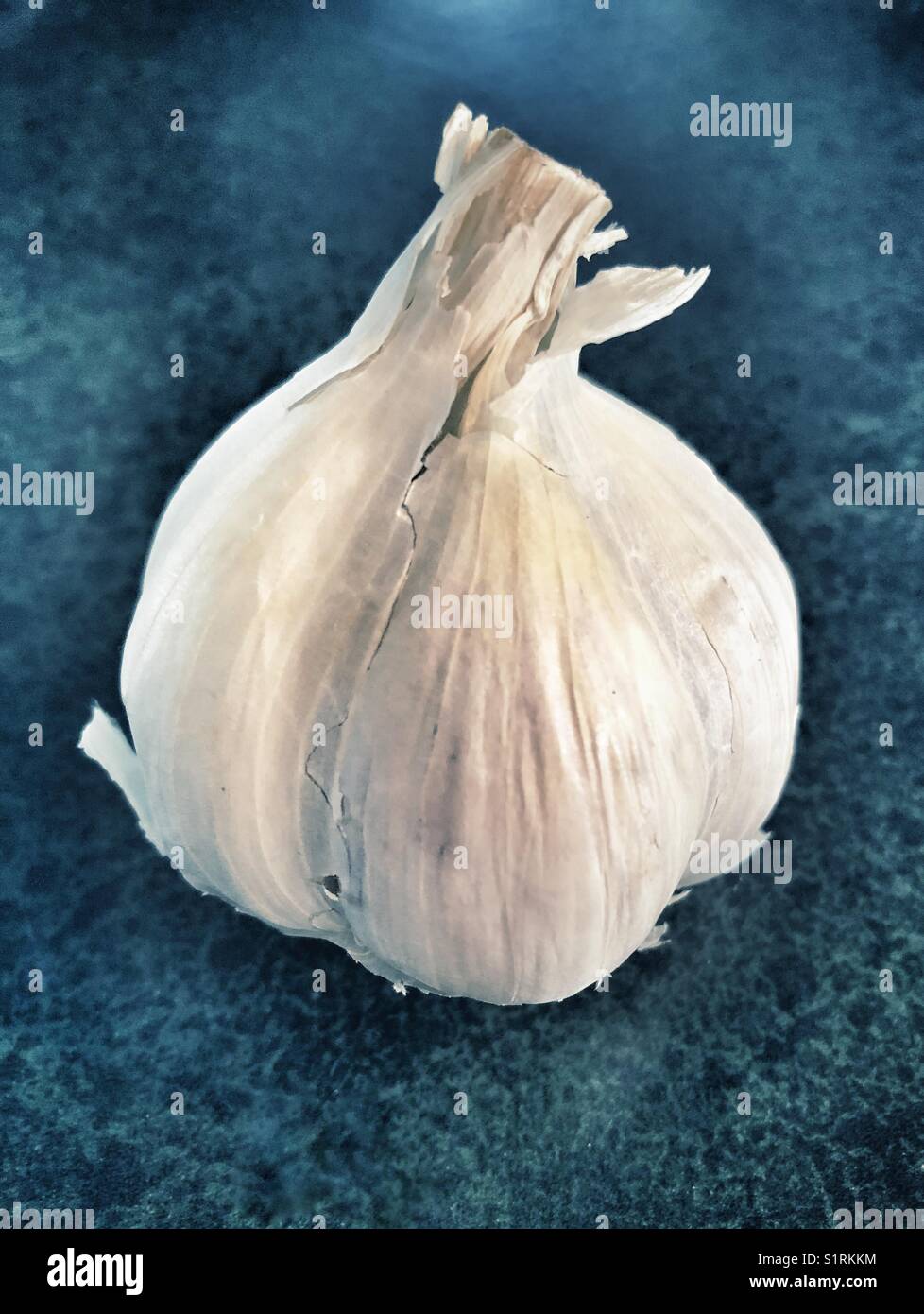 Primo piano del bulbo d'aglio coltivato in Ontario, Canada Foto Stock