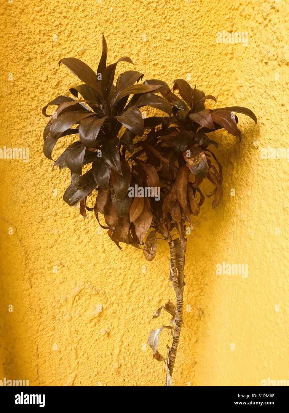 Fiore sulla parete gialla Foto Stock