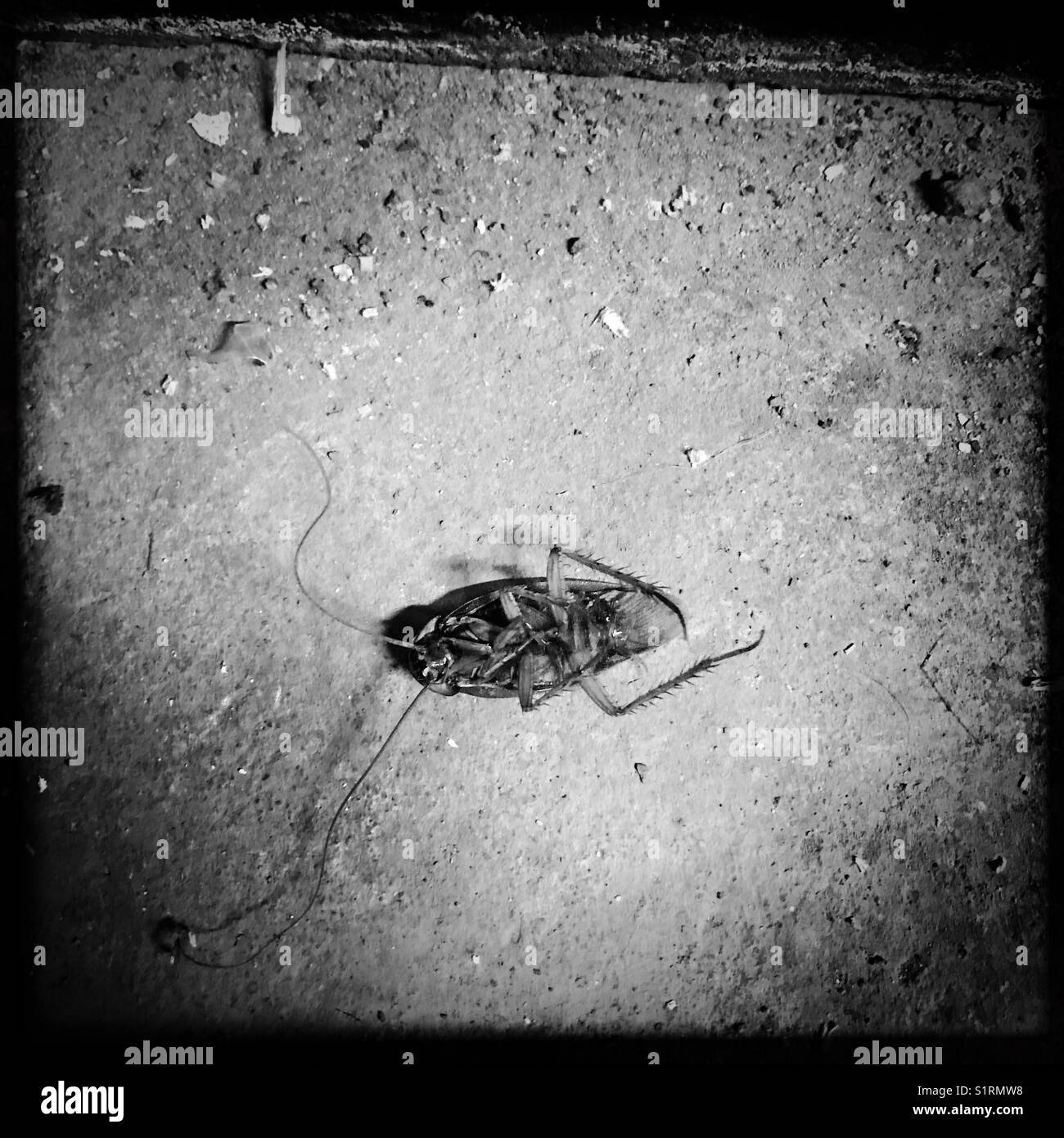 Scarafaggio morto Foto Stock