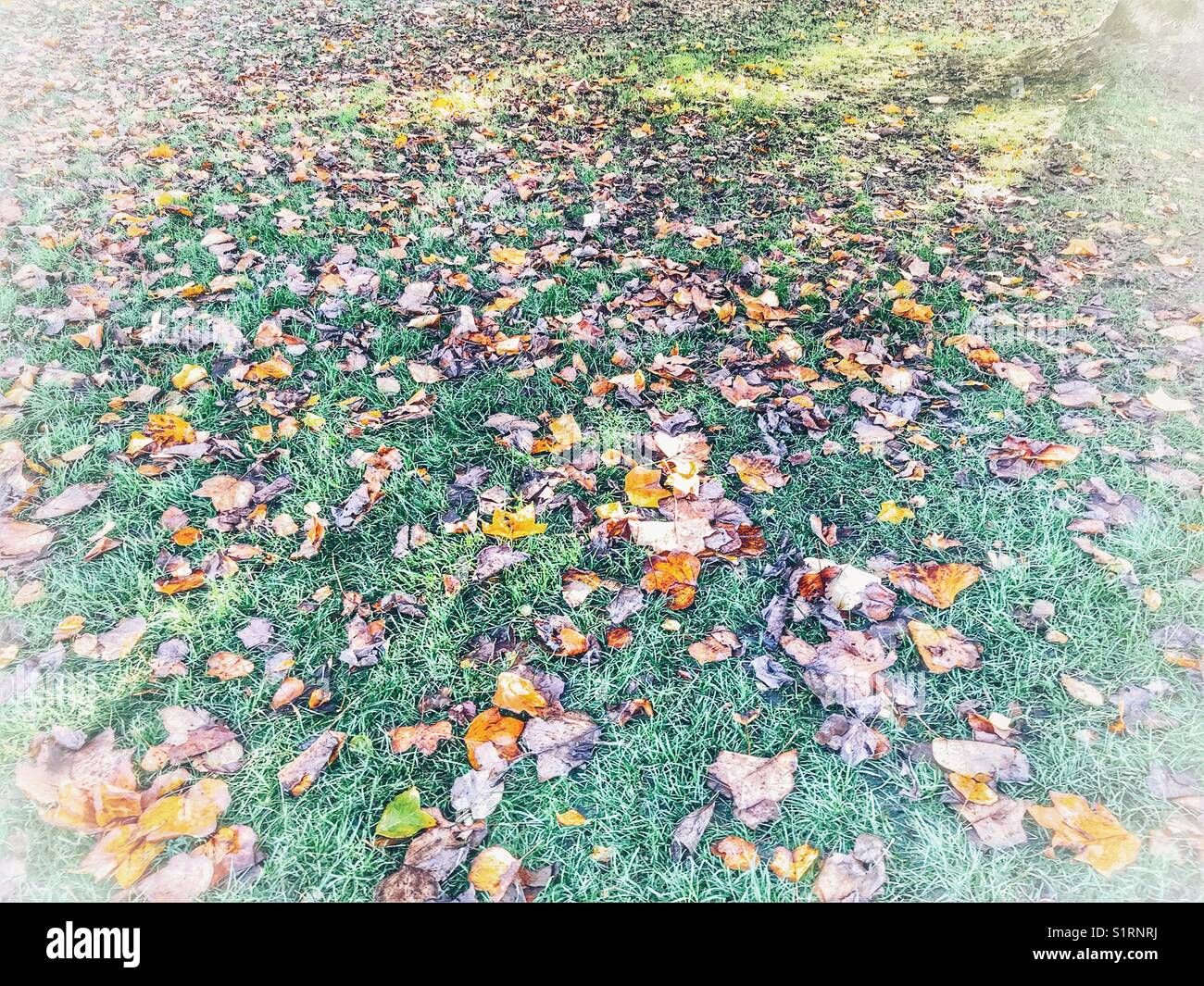 Foglie di autunno su erba verde - Immagine stock catturata con smartphone