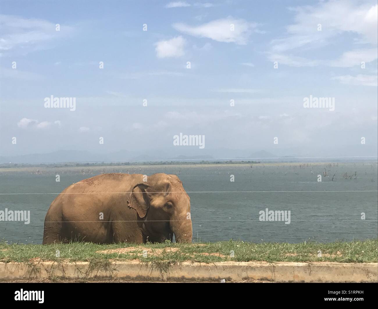 Rambo l'Elefante dal recinto elettrico - Udawalawe parco nazionale dello Sri Lanka Foto Stock