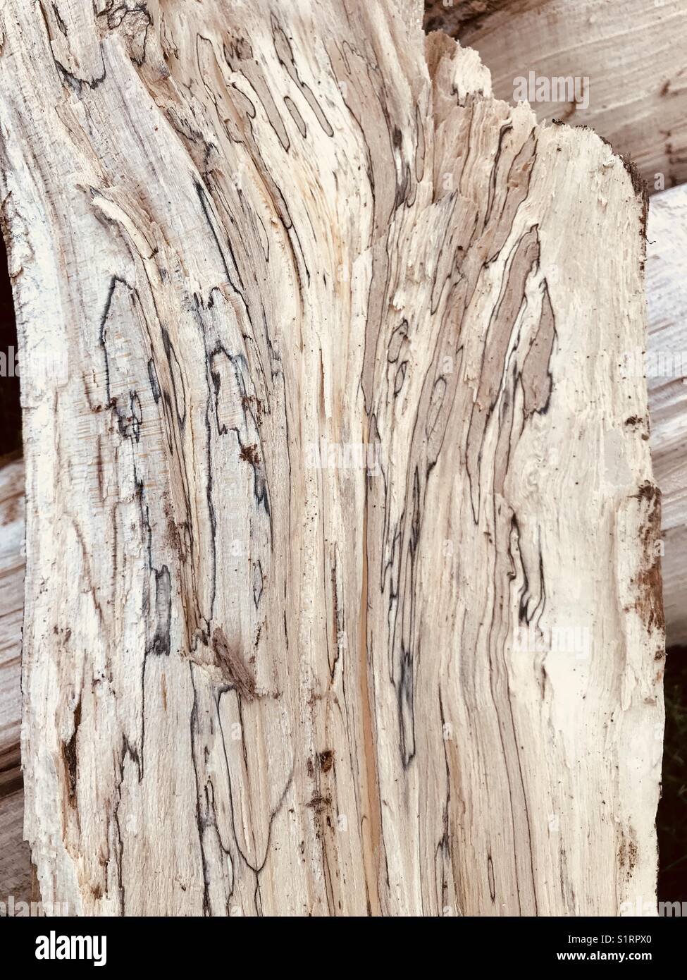 Un pezzo di acero spalmato. L'acero Spalted è il decadimento iniziale del legno con fungo ed è altamente desiderabile per l'uso nella produzione di mobili. Foto Stock