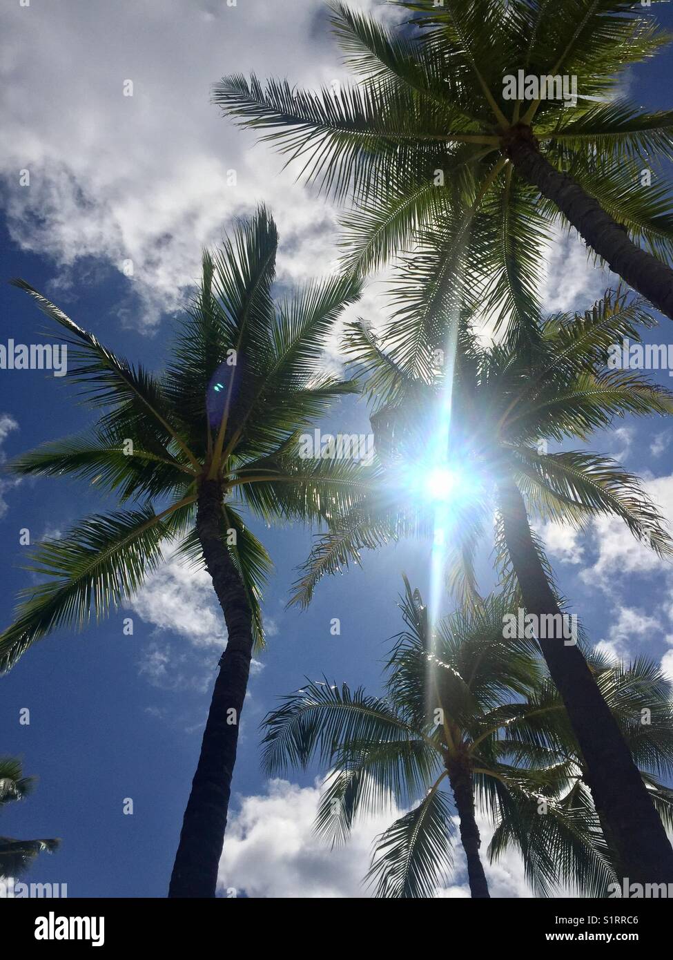 Sun Ray attraverso le palme Foto Stock